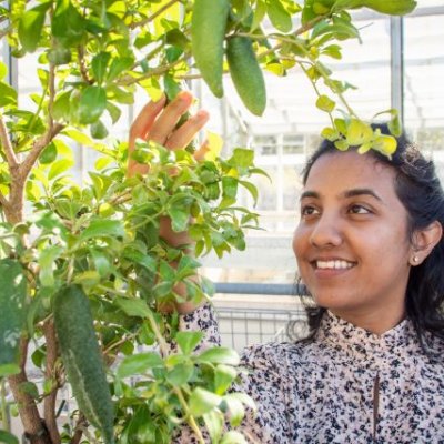 A woman looks up at and holds a long green fruit on a tree which contains a number of the fruits